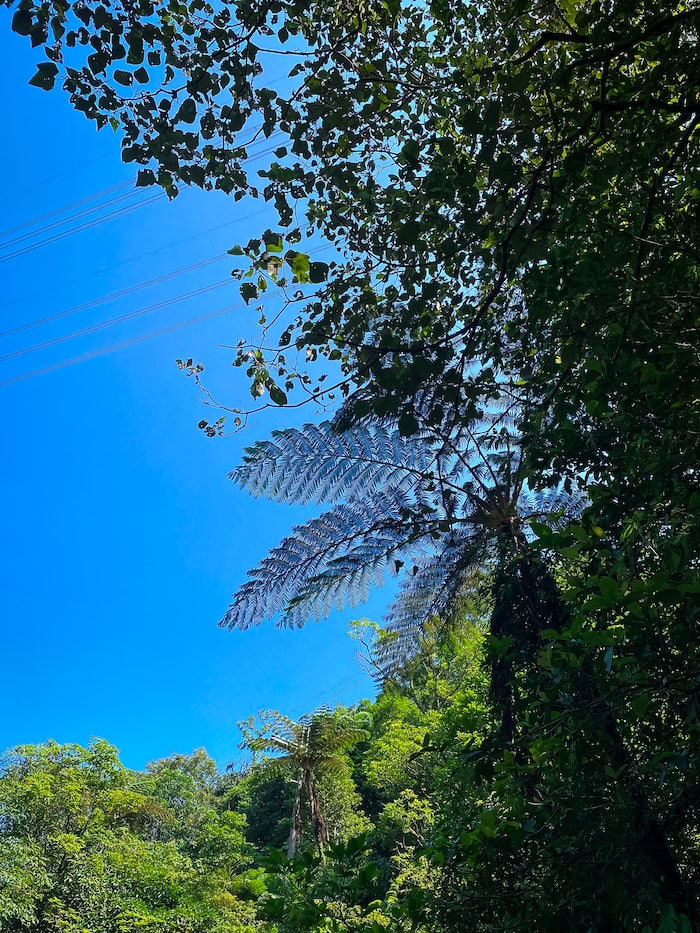 Green tree leaves against a bright blue sky at Huiyao Waterfall, New Taipei